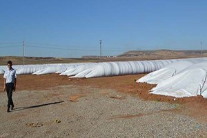 Mısır Silolara Sığmıyor