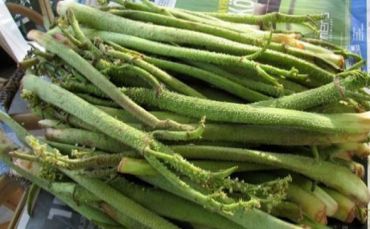 Içkın Kanser Hücrelerini Öldürüyor