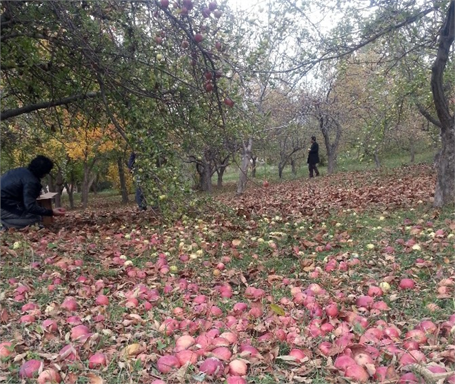 Gevaş ta Yetişen Tonlarca Elma Çürümeye Terk Edildi