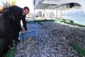 Bir Gecede 170 Ton Hamsi Avladılar