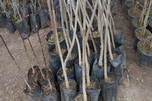 Çaycuma da Fidan Satışı Başladı