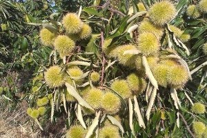 Kestanenin Faydaları Saymakla Bitmiyor