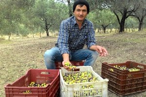 Kırkağaç ta Zeytin Hasadı Başladı