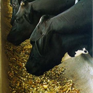 GDO lu Yeme İzin Çıktı