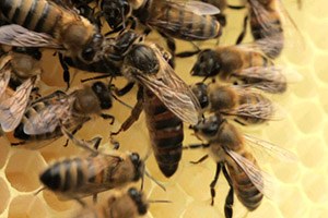 Muğla Arısının Sahiplenilmesi Gerek