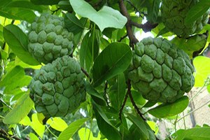 Tam Bir Şifa Deposu Hint Ayvası