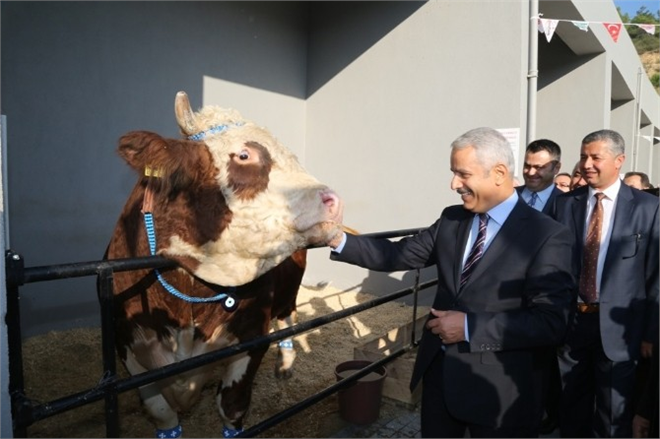 Anadolu Expo 2 Canlı Hayvan Fuarı Kuşadası nda Devam Ediyor