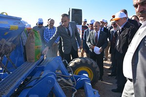 Anıza Ekim Yaygınlaşıyor