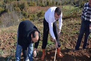 Fındığa Alternatif Çilek ve Patates Üretimi Yapıldı