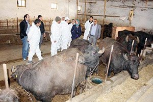 Dodurga da Mandacılığı Keşfetti