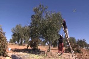 Fıstığın Merkezi Zeytinde de İddialı