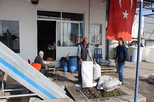 Foça da Yılın İlk Zeytinyağı Sıkımı Gerçekleştirildi