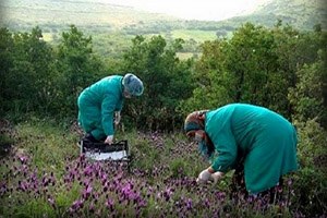 Karaisalı da Yenilebilir Yabani Nebatın Araştırılması Ve Eko Turizmin Geliştirilmesi Projesi