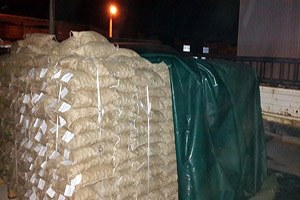 Aydın da İlk Kestane İhracatı Başladı