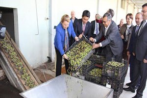 Yılın İlk Yağ Sıkımı Başladı