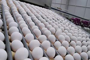 Angola ya Yumurta Satarken AB ye Satamamak Acı