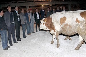 Manyaslı Çiftçilere Düve Dağıtıldı