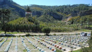 Manavgat ta Bal Üretimi Yarı Yarıya Azaldı