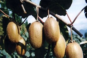 Çarşamba Ovası nda Kivi Hasadı Başladı