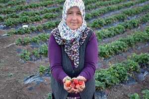 Dodurga da Son Çilek Hasadı Yapıldı