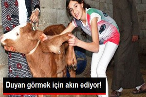 Şanlıurfa da Altı Bacaklı Buzağı Görenleri Şaşırtıyor