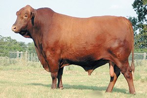 Ette Fiyat Artışına Limuzin li Önlem