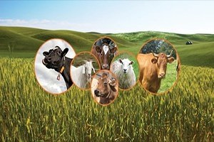 Hayvancılık Destekleme Başvuruları Başladı