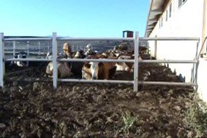 Kars Hayvancılıkta Yeni Irklarla Verimini Artıracak