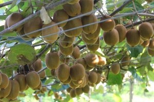 Kivi Üretimi Yeniden 41 Bin Tonun Üzerine Çıkacak