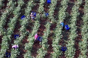 Kışlık Sebzeler Beklentileri Karşıladı