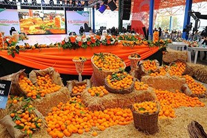 Mandalina Şenliği Başlıyor