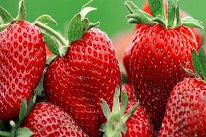 Niğde nin Çileği Marka Olma Yolunda