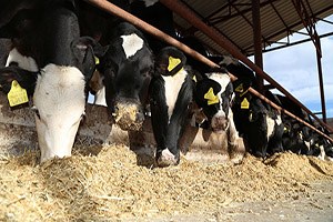 Türk Sanat Müziği İneklere İyi Geldi