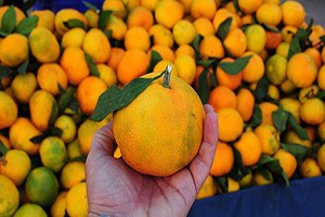 Yeni Cins Mandalina Piyasaya Sunuldu