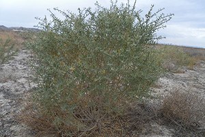 Rüzgar Erozyonuna Karşı Amerikan Çalısı Dikildi