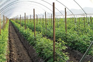 500 Milyon Dolarlık Fuar