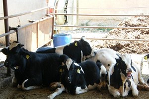 Emet te Süt Sığırcılığı