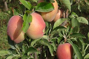 Sermayelerini Bankaya Değil Elmaya Yatırdılar