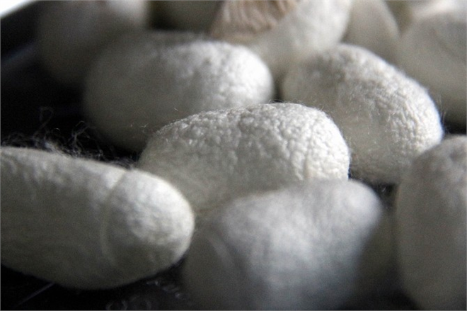 İpek Böcekçiliği Samsun da Yaygınlaşıyor