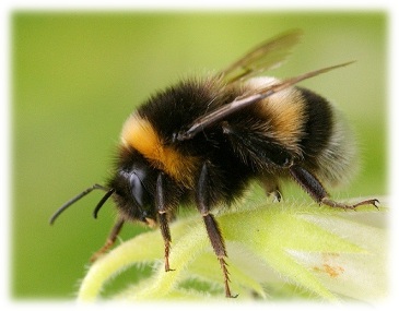 Bombus Arısı Desteklemesinde Süre Daralıyor
