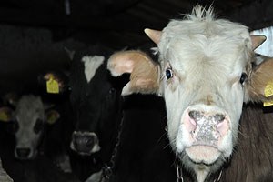 Iğdır da Sığır Çiçeği Karantinası