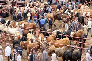 Kastamonu da 223 Hayvan Tüberkülozdan İtlaf Edildi