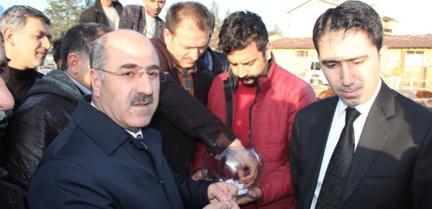 Bingöl de Damızlık Boğa Dağıtımı Yapıldı