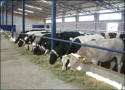 Besiciyi Şap Korkusu Sardı