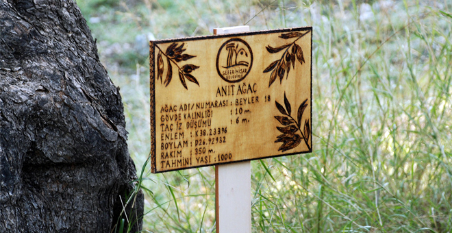 Bin Yıllık Ağaçlardan Sıkılan Zeytinyağları Satışa Çıkıyor