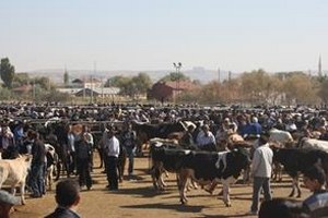 Aksaray Hayvan Pazarı Kapatıldı