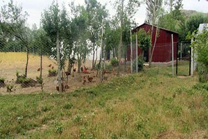 Sivas ta Organik Kümes Hayvancılığı Yaygınlaşıyor