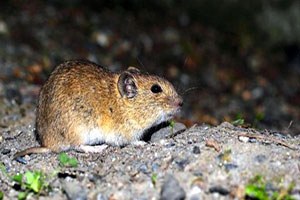 Tarla Faresinin 13 üncü Türü Kilis te Keşfedildi