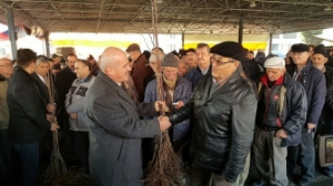 Karabük te 23 Bin Meyve Fidanı Dağıtıldı