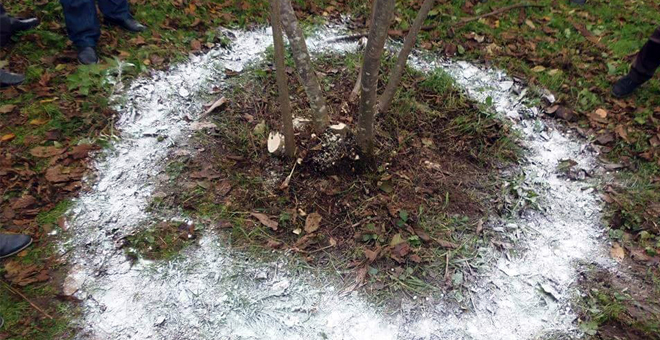 Fındık Bahçelerine Kireçleme Uyarısı